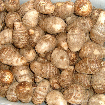 Fresh Taro Grade a From China Chinese Taro